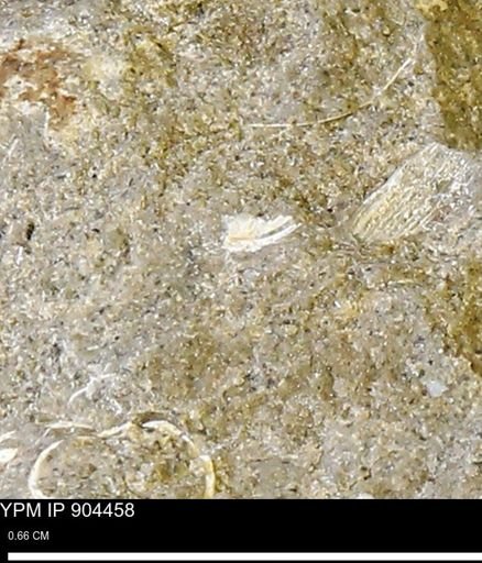 undet. Bivalvia