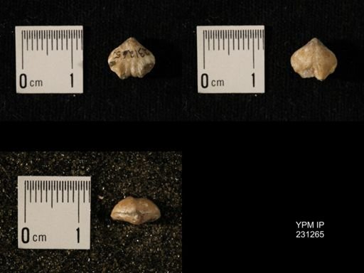 Wellerella osagensis