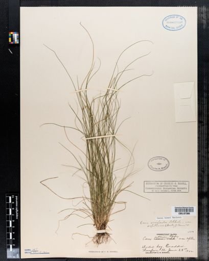 Carex howei