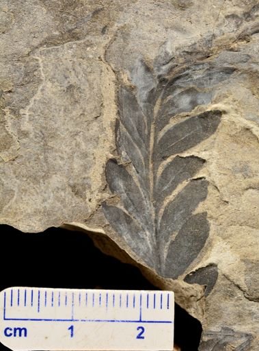 Winthropteris ovalis