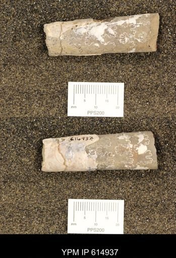Baculites grandis