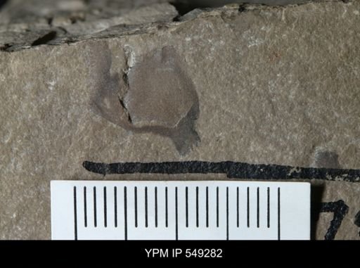 undet. Eurypterida