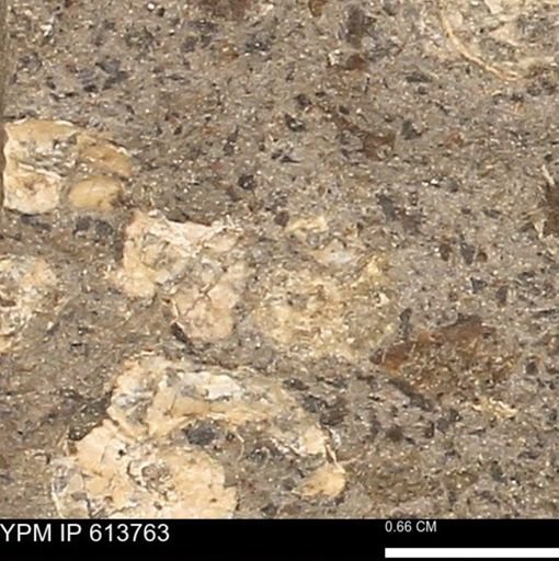 Scaphites sp.
