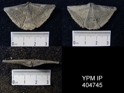 Mucrospirifer mucronatus