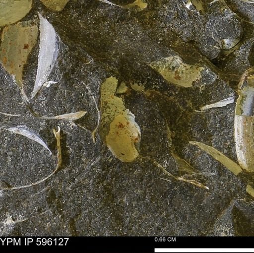 undet. Bivalvia