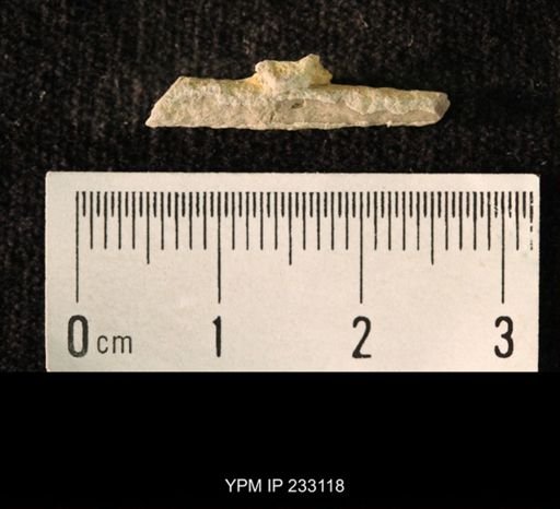 Archaeocidaris sp.