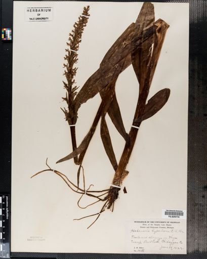 Habenaria