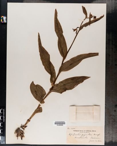 Epipactis gigantea