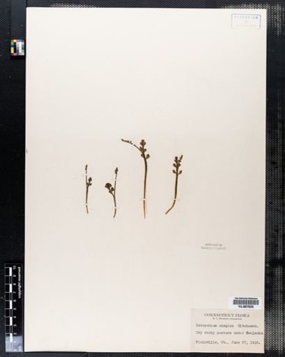 Botrychium simplex