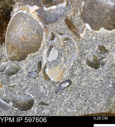 undet. Bivalvia
