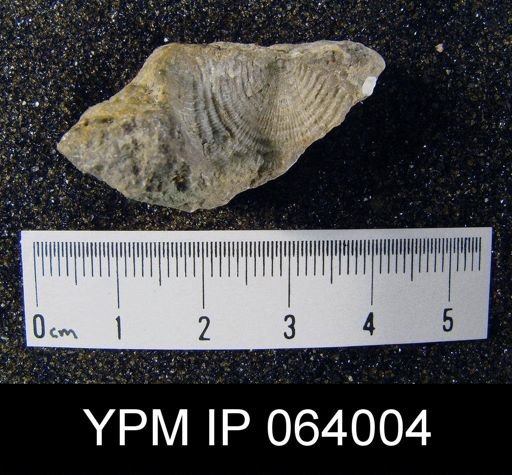 Leptaena tennesseensis