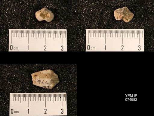 Troostocrinus rheinwardti
