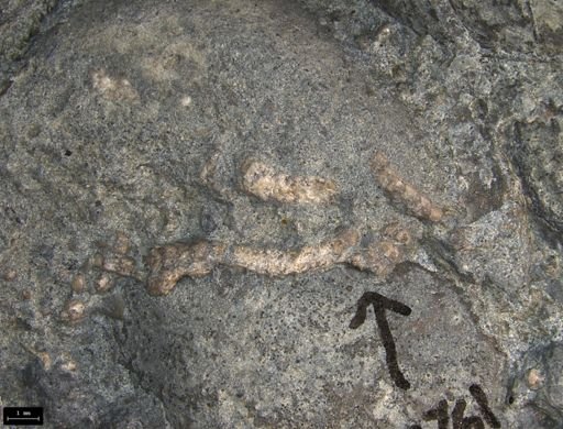 Aplocoma damesii