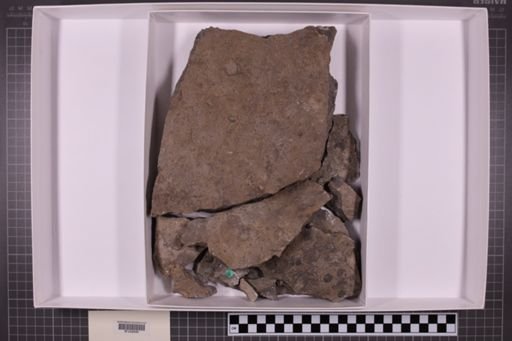 mixed taxa, stratigraphic collection