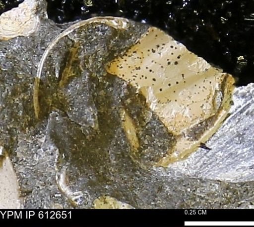 undet. Mollusca