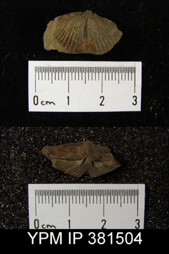 Mucrospirifer sp.