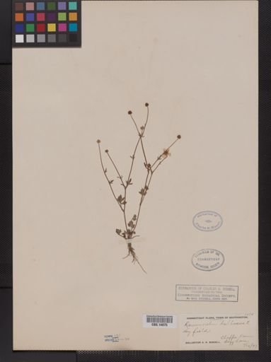 Ranunculus bulbosus
