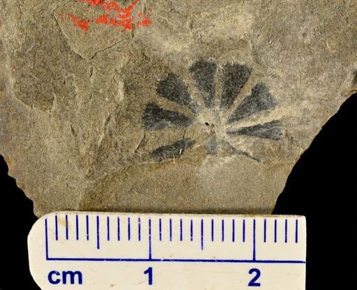 Sphenophyllum sp.