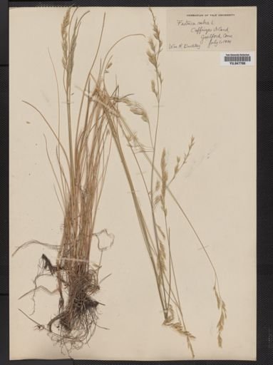 Festuca rubra