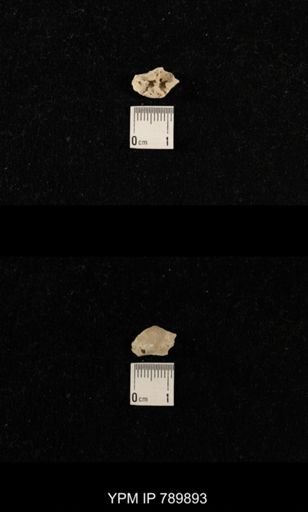 undet. Brachiopoda
