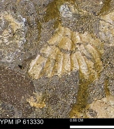 Scaphites sp.