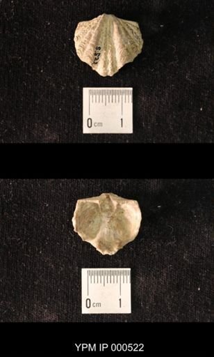 Platystrophia chama