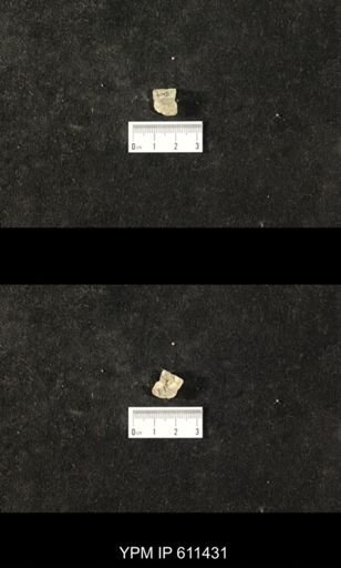 Glyptocrinus nealli