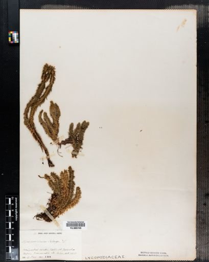 Lycopodium selago