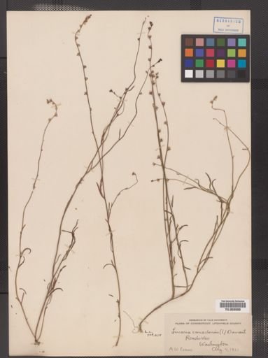 Linaria canadensis