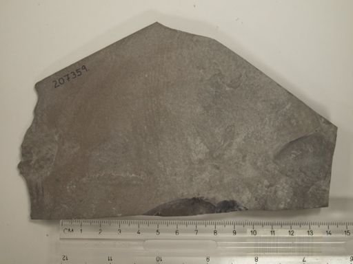 Eurypterus sp.