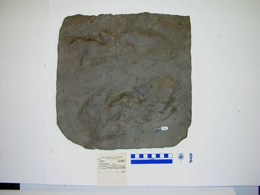 Grallator sp.