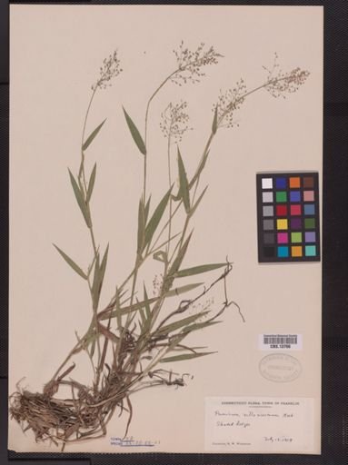 Panicum villosissimum