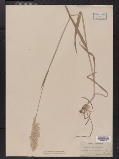 Holcus lanatus