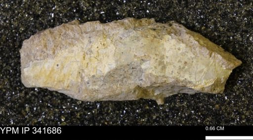 Scaphites sp.