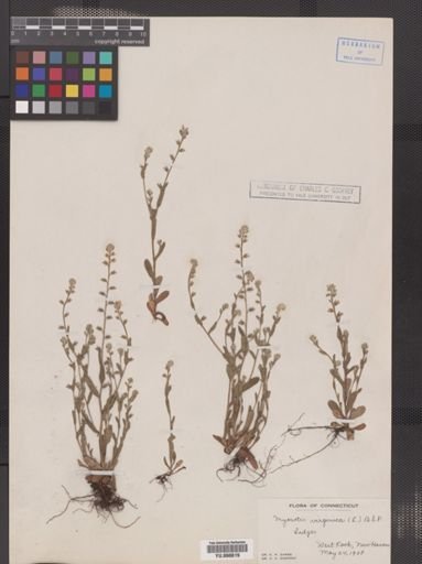 Myosotis virginica