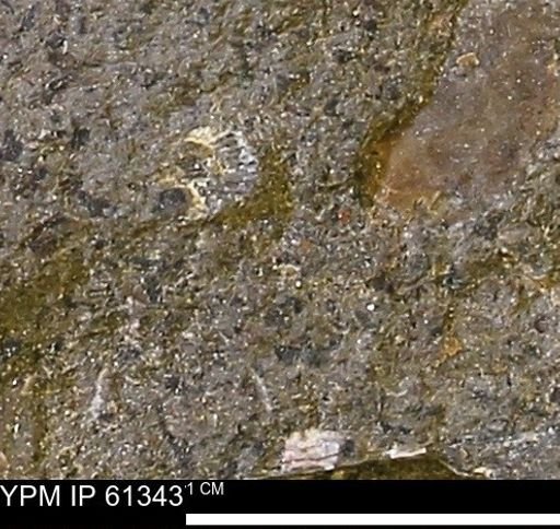 Scaphites sp.