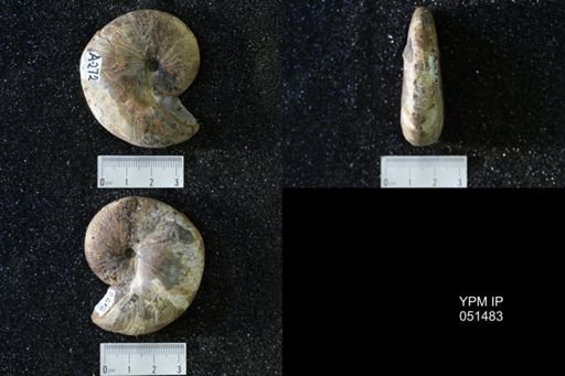 Hoploscaphites nicolletii