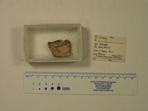 Archaeohyrax suniensis