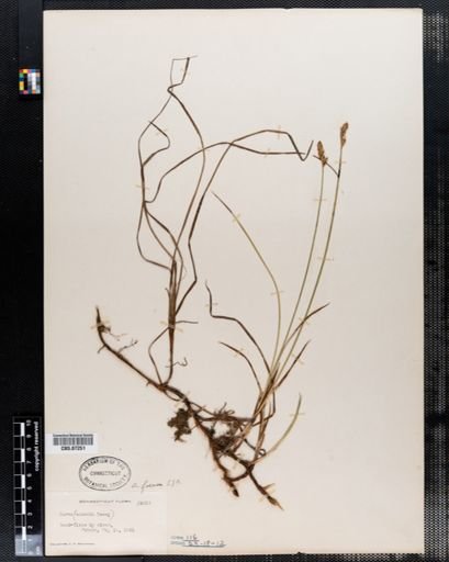 Carex foenea