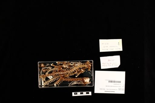 Varanus doreanus