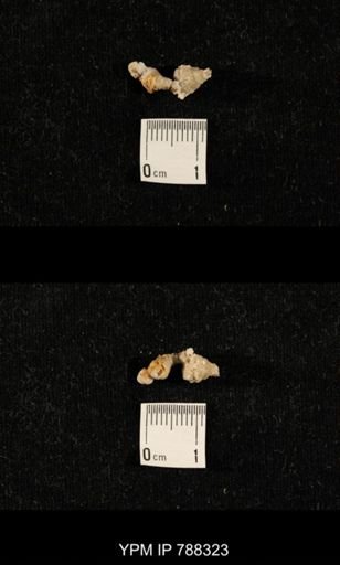 taxon undetermined