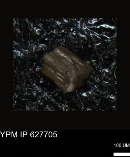 undet. Foraminiferida