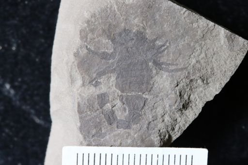 Proscorpius osborni