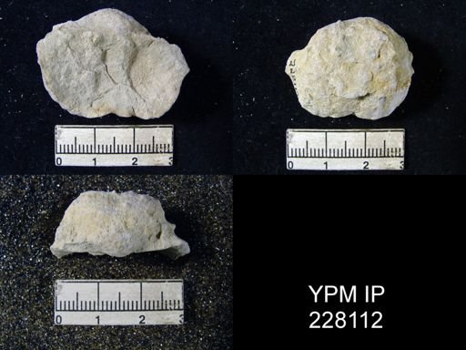 Dictyoclostus portlockianus var. crassicostatus