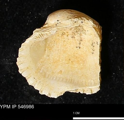 Scapharca transversa