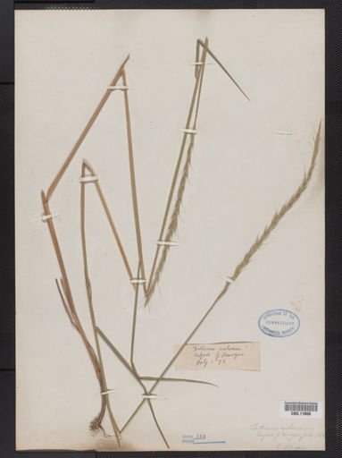 Elymus repens