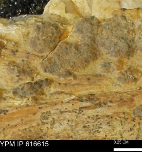 Teredo sp.