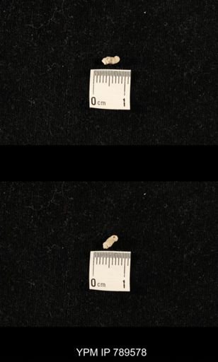 undet. Bryozoa