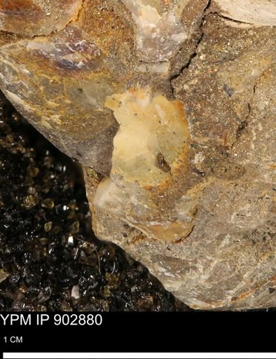 undet. Mollusca