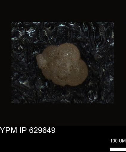undet. Foraminiferida